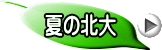 夏の北大