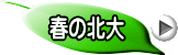 春の北大