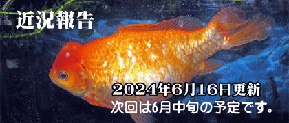 近況報告 2024年6月16日更新